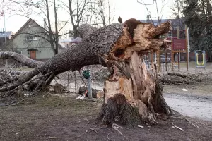 Arbre abattu par la tempête