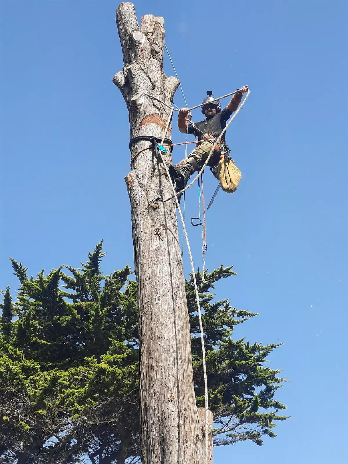 Sylvain Vieux, arboriste grimpeur, encordé en haut d'un pin de Monterey
