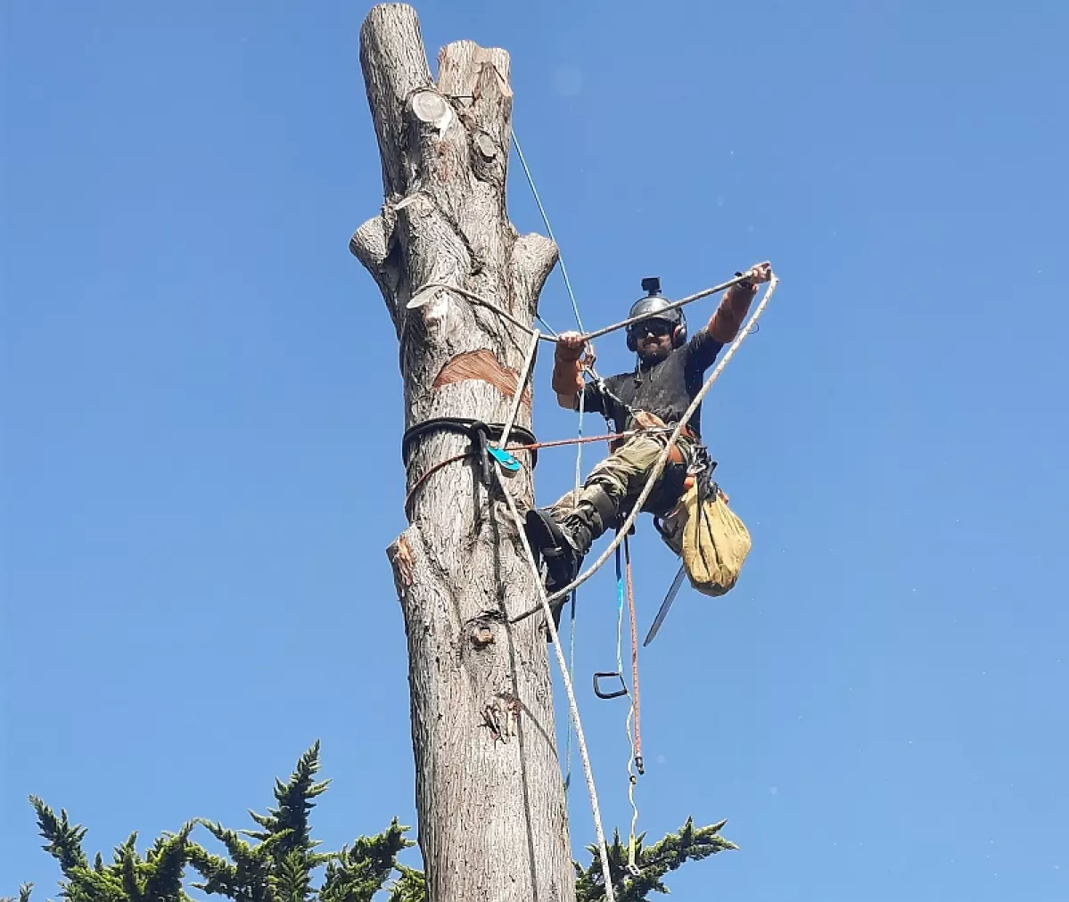 Sylvain Vieux arboriste grimpeur et dirigeant de l'entreprise Sylvatica, en action dans un arbre