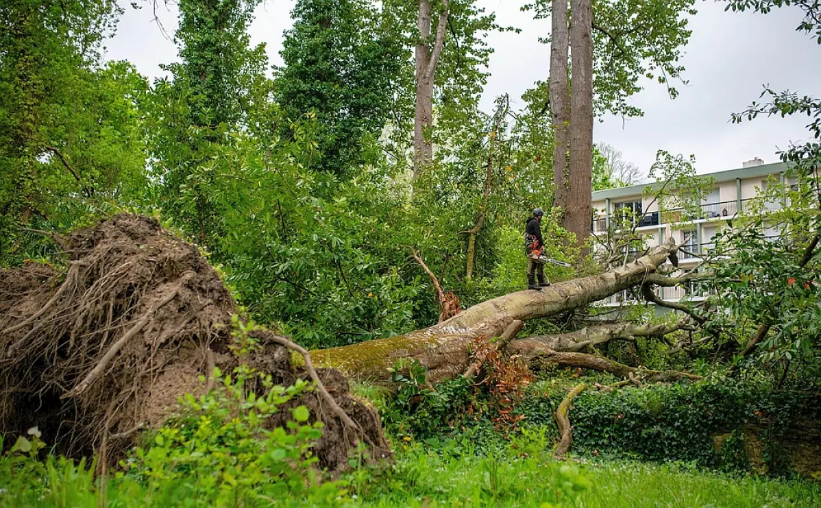 Urgence arbre à terre - Intervention Sylvatica
