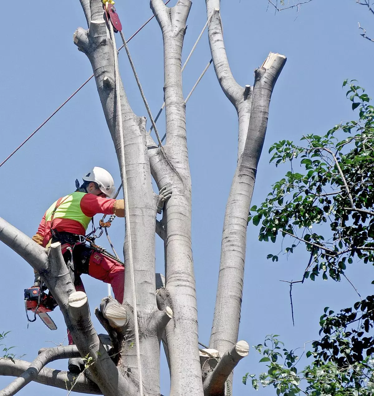 Elagage d'arbres dans les Côtes d'Armor