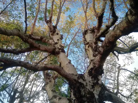 Taille d'un arbre par restructuration dans le Finistère nord