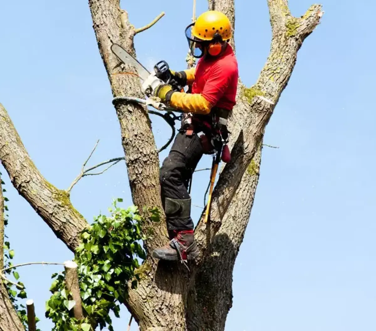 Taille et élagage d'arbres