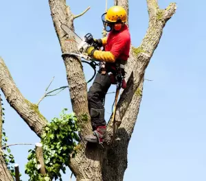 Taille et élagage d'arbres