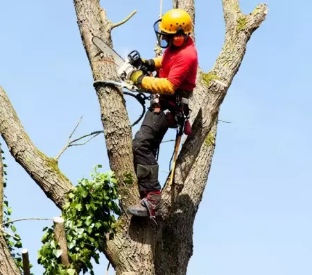 Taille et élagage d'arbres