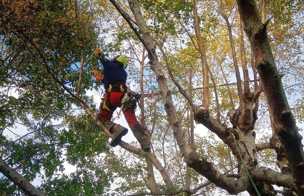 Sylvatica_Taille_Arbre_Sylvain_Action