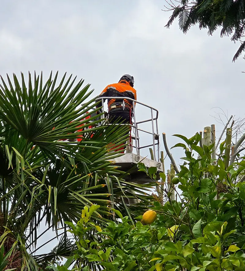 Sylvatica - Sylvain Vieux élagage d'arbre dans un jardin