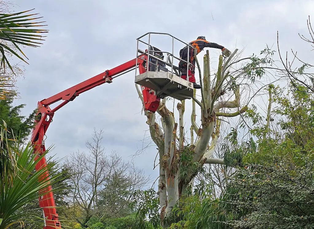 Sylvatica - Elagage d'arbre dans un jardin du Finistère