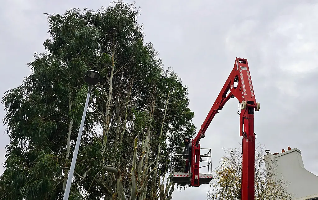 Sylvatica - Élagage d'un arbre de la famille des eucalyptus dans un jardin arboré d'une maison dans le Finistère